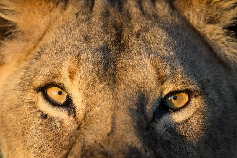Lion pride in Ruaha National Park