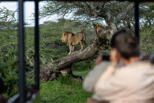 5 Days Tanzania Group Safari