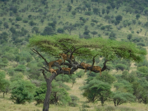 3 Days Tanzania Group Safari