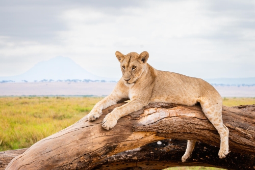 3 Days Serengeti Safari