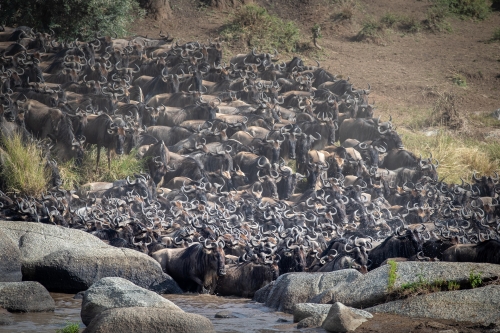 Wildebeest river crossing in Serengeti