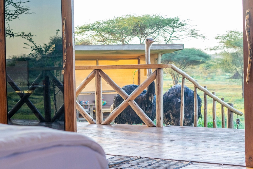 4-Day Safari to Tarangire, Ngorongoro, Arusha & Serval Wildlife