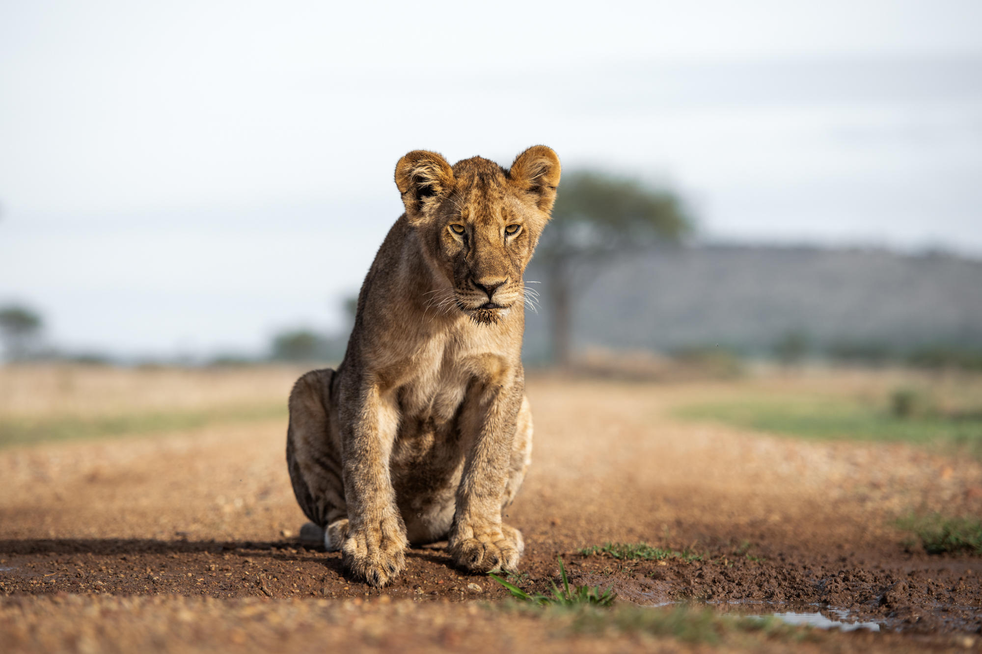 Lion cub in the Serengeti