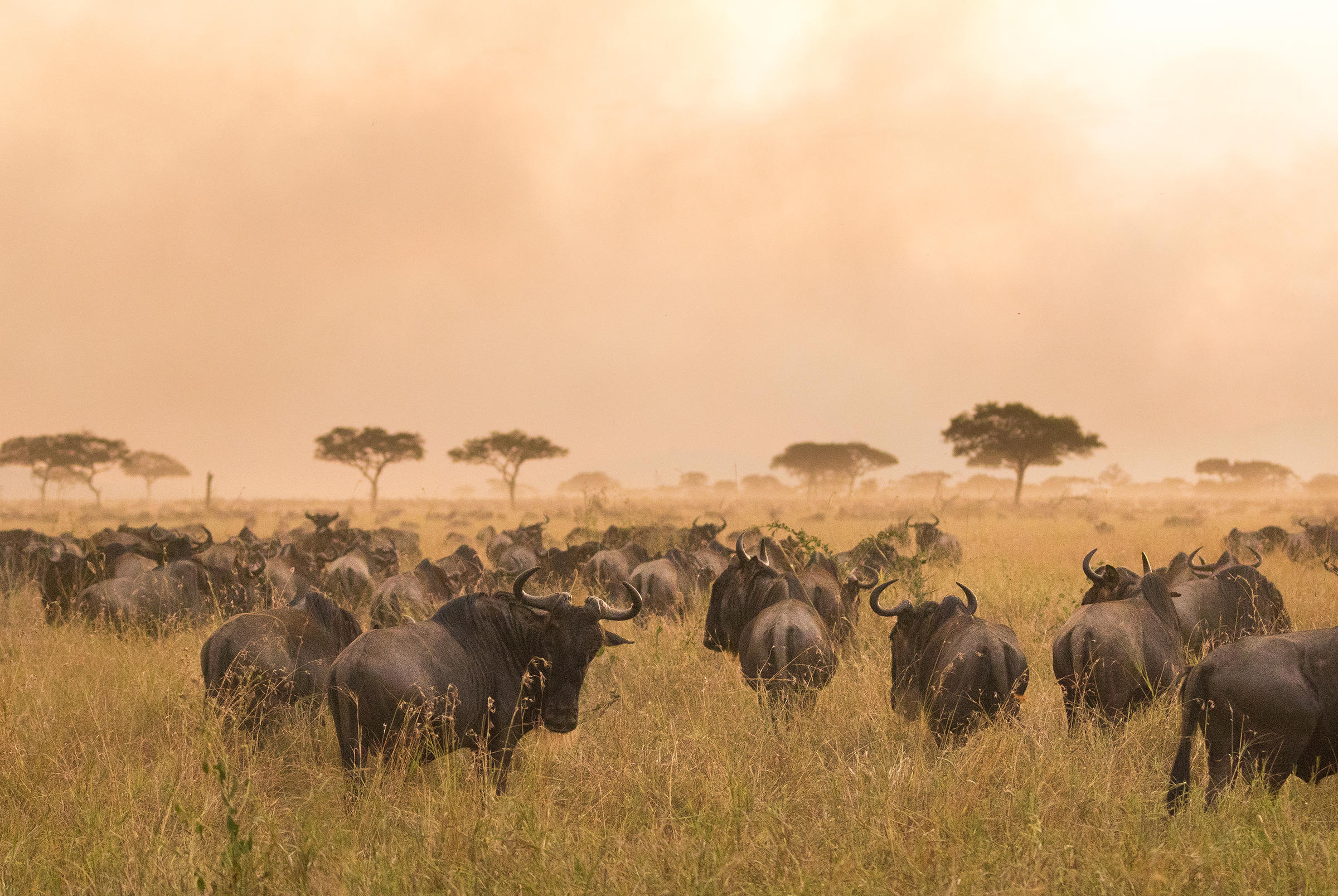 Wildebeest during the Great Migration in the Serengeti